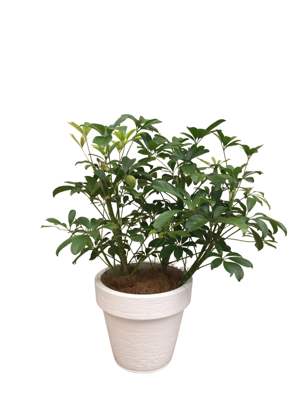 Event Schefflera arboricola