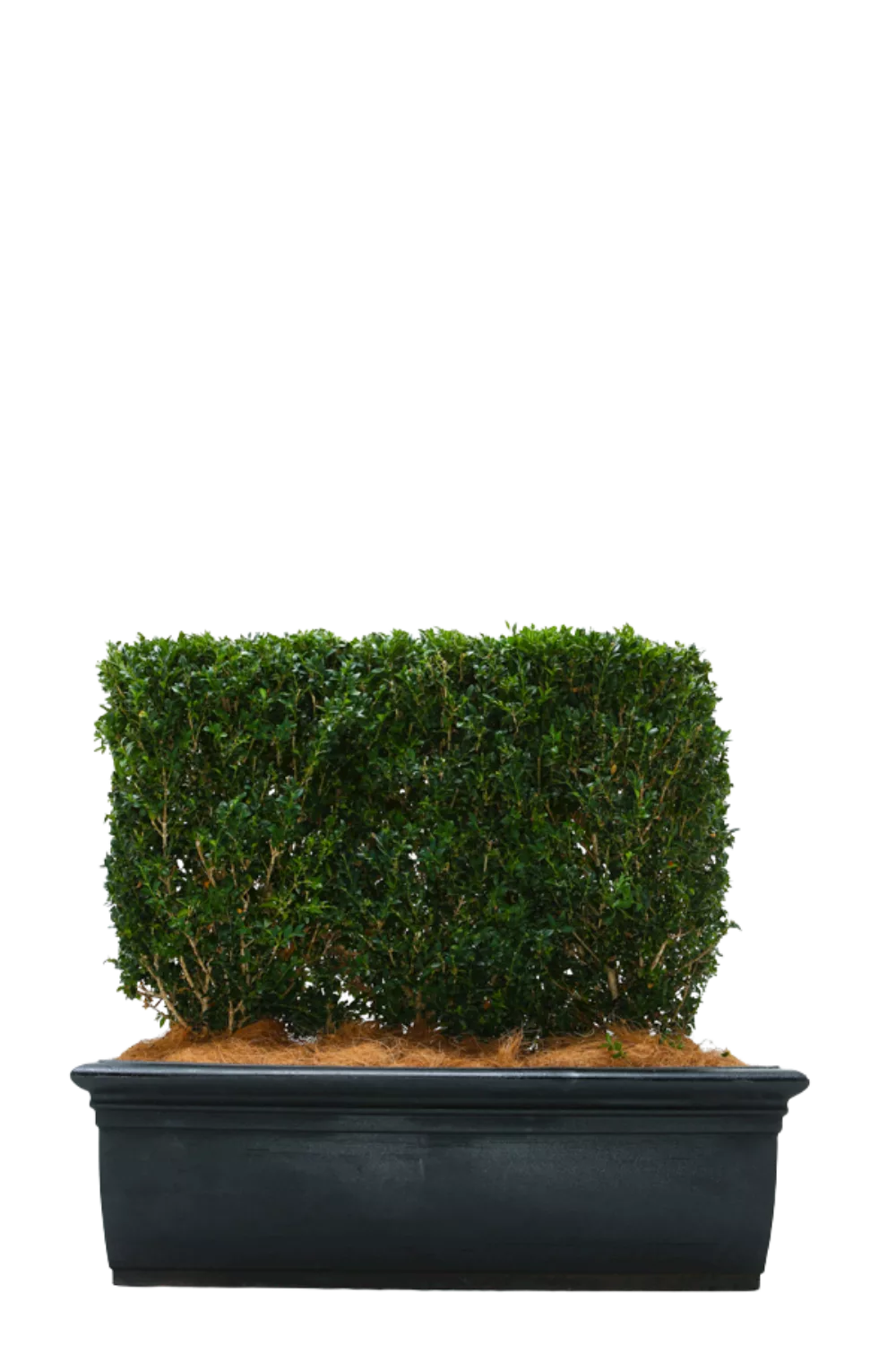 Event Buxus Hedges