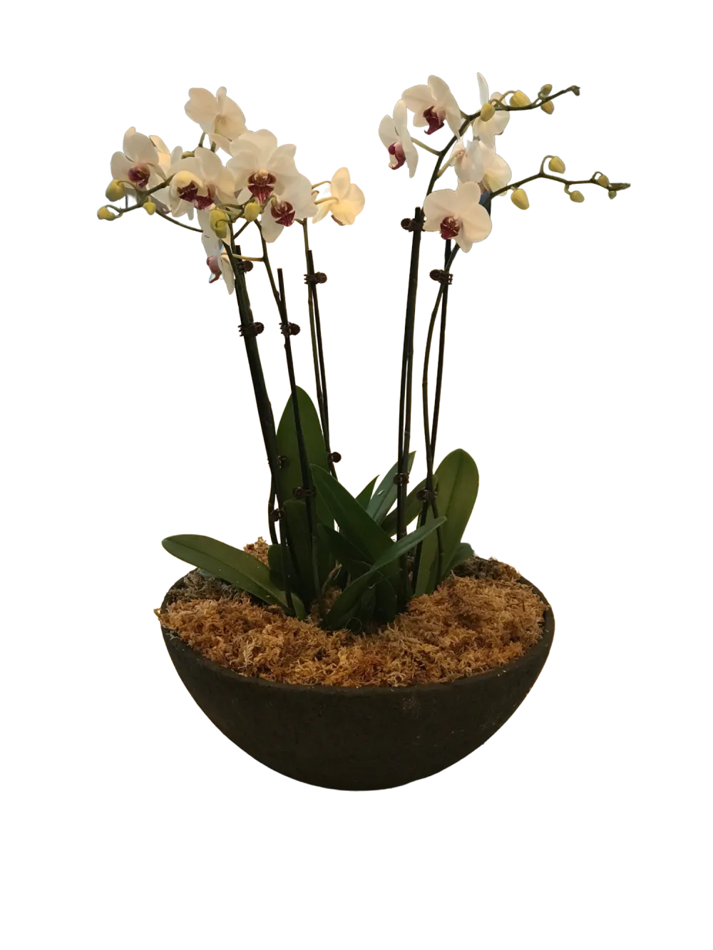 Flowering Orchid Bowls