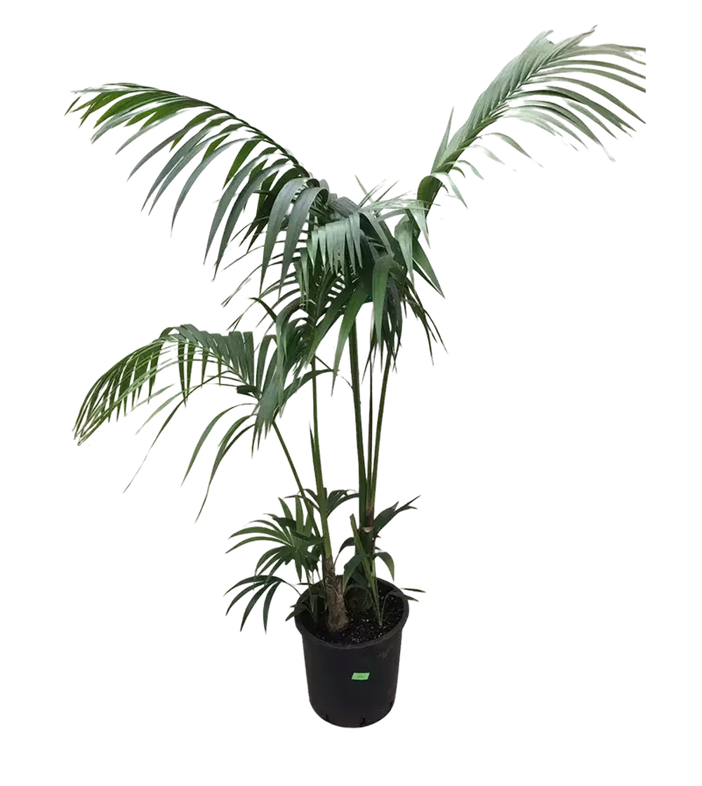 Event kentia Palm