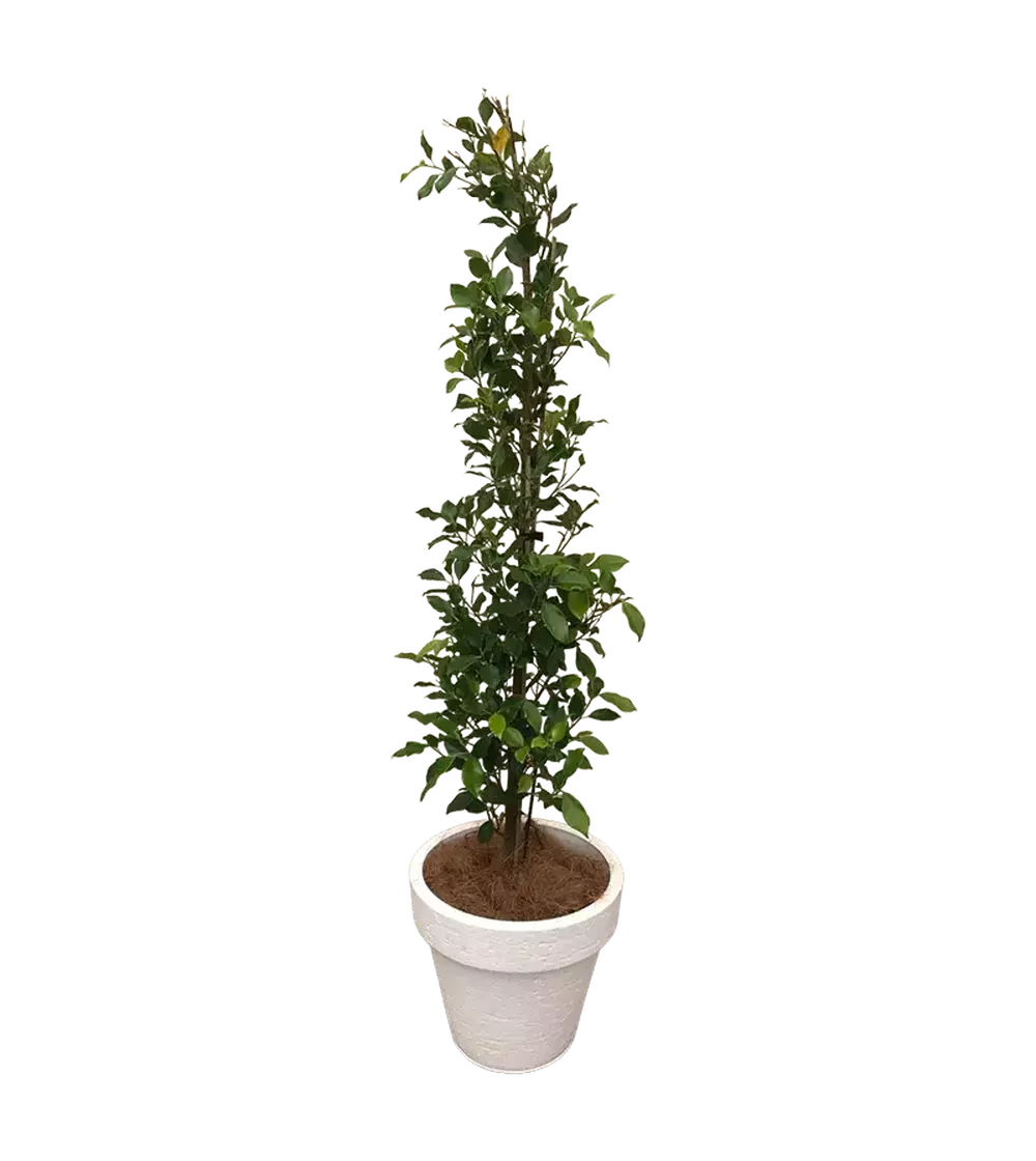Ficus Tuffi