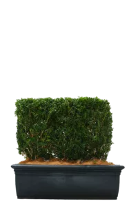 Event Buxus Hedges