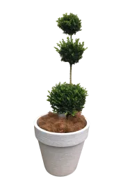 Topiary Buxus
