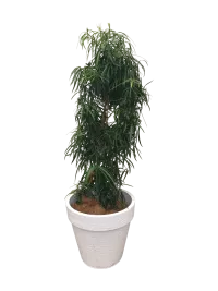 Event Podocarpus henkelii