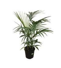 Event kentia Palm