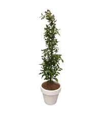 Ficus Tuffi